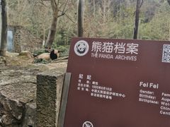 -都江堰中华大熊猫苑