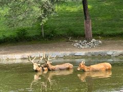 -北京野生动物园