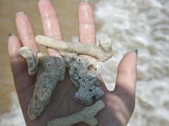 -贝壳沙滩