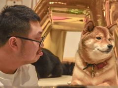 -柴务处·柴犬主题狗咖