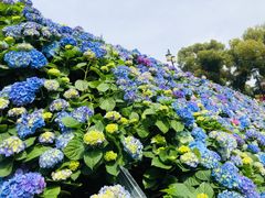 -苏州上方山国家森林公园