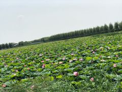 -呼兰河口湿地公园