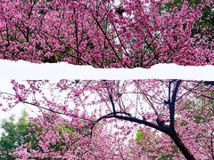 -重庆市江北嘴中央商务区中央公园