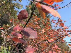 -北京西山国家森林公园