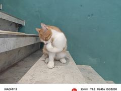 -飞行喵MR PILOT|猫舍·猫咖(静安大融城店)