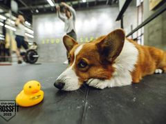-Stud CrossFit(泰丰大厦店)
