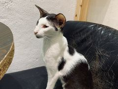 -猫色咖啡·猫咖