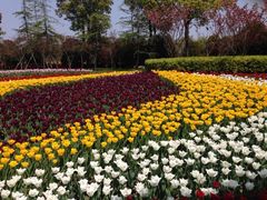 iphone_upload_pic-上海鲜花港