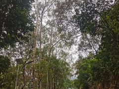 -佛山市三水区大南山森林公园