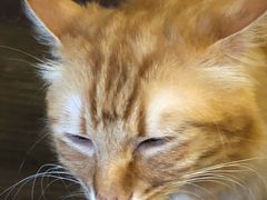 -猫猫幼稚园·撸猫·桌游·电玩