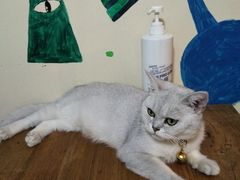 -李小姐の猫咖啡馆(五角场店)