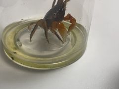 -汤姆熊欢乐世界(大连恒隆广场店)