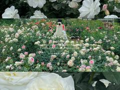 -人民公园(罗湖区)