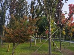 -溱湖国家湿地公园