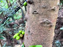 -深圳仙湖植物园
