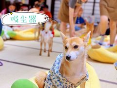 -逗柴咖啡屋·狗咖猫咖宠物桌游