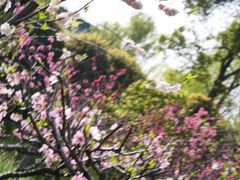 -南汇桃花村