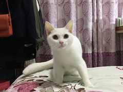 -PETIT PARIS 小巴黎(花园道店)