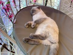 -藏猫猫咖啡主题馆(中央大道店)