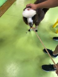 -七巧国萌宠乐园(龙湖天街店)
