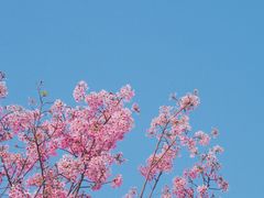 -狐尾山公园