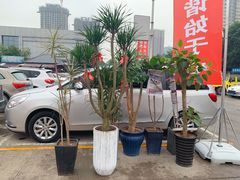 -秦美花卉(天朗·莱茵小城2期店)