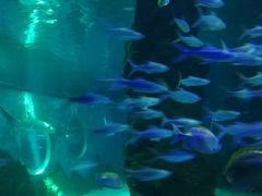 -北戴河圣蓝海洋公园