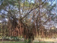-东莞植物园