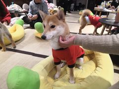 -逗柴咖啡屋·狗咖猫咖宠物桌游