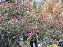 -山王坪喀斯特国家生态公园