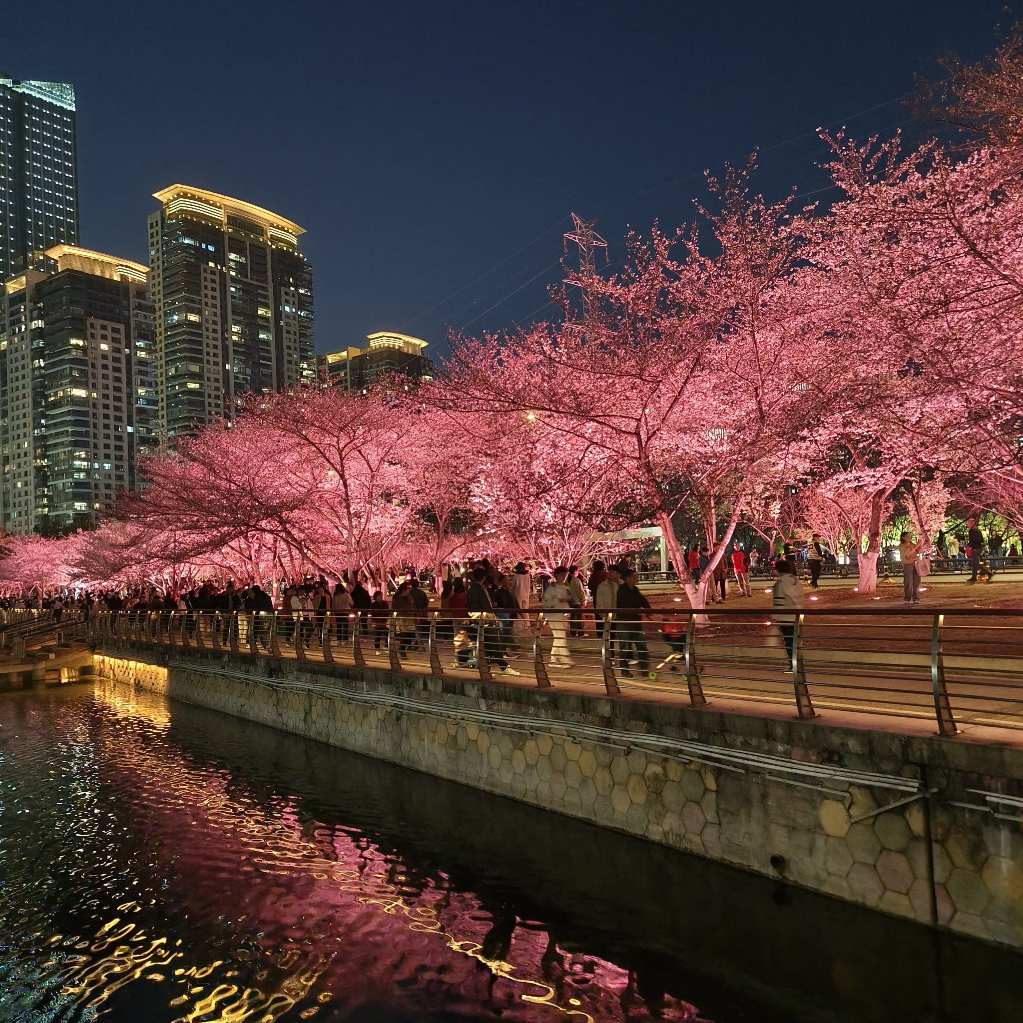 西北湖的樱花绝了##0元玩转这座城