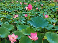 -莲花池公园