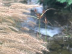 -武清南湖绿博园