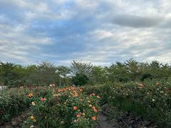 -亚龙湾国际玫瑰谷