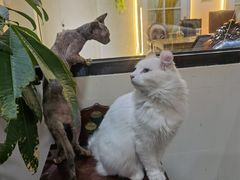 -猫小院猫主题餐厅(南锣旗舰店)