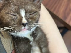 -楼上猫咖(罗湖店)