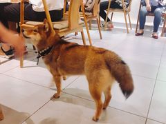 -柴务处·柴犬主题狗咖