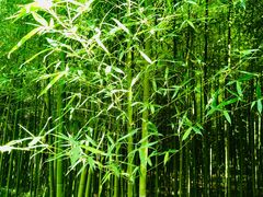 -黄海国家森林公园