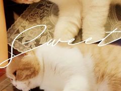 -东方名猫馆·英短金渐层布偶猫舍(环线广场1号楼店)