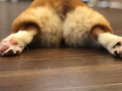 -柯斗斗主题餐厅·狗咖·围炉煮茶·茶饮(国瑞升平里店)