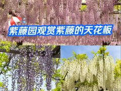 -嘉定紫藤园