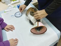 -爱侣·安琦尔宠物医院·中兽医针灸·心内科·狂犬免疫点(宝山区院)