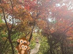 -南京市江宁方山