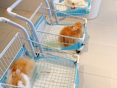 -怪兽屋·羊驼·猫咖·狗咖(俊华广场店)