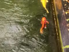 -太子园林酒家