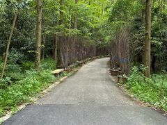 -东平国家森林公园