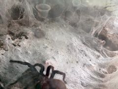 -上海大自然野生昆虫馆(东方明珠·爬宠昆虫探索中心)