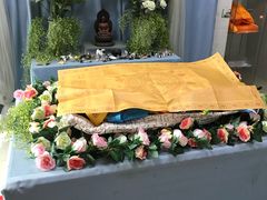 -彩虹桥宠物火化殡葬善终服务(金乐大厦店)