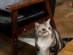 -咖法森林·咖啡  酒吧(天河店)