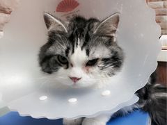 -纳吉亚猫专科动物医院博雅分院